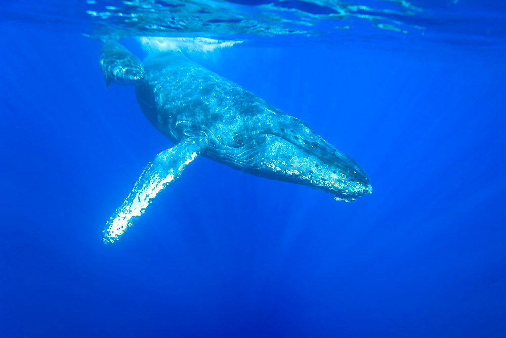 Humpback whale (Megaptera novaeangliae) underwater in the AuAu Channel between the islands of Maui and Lanai, Hawaii, USA