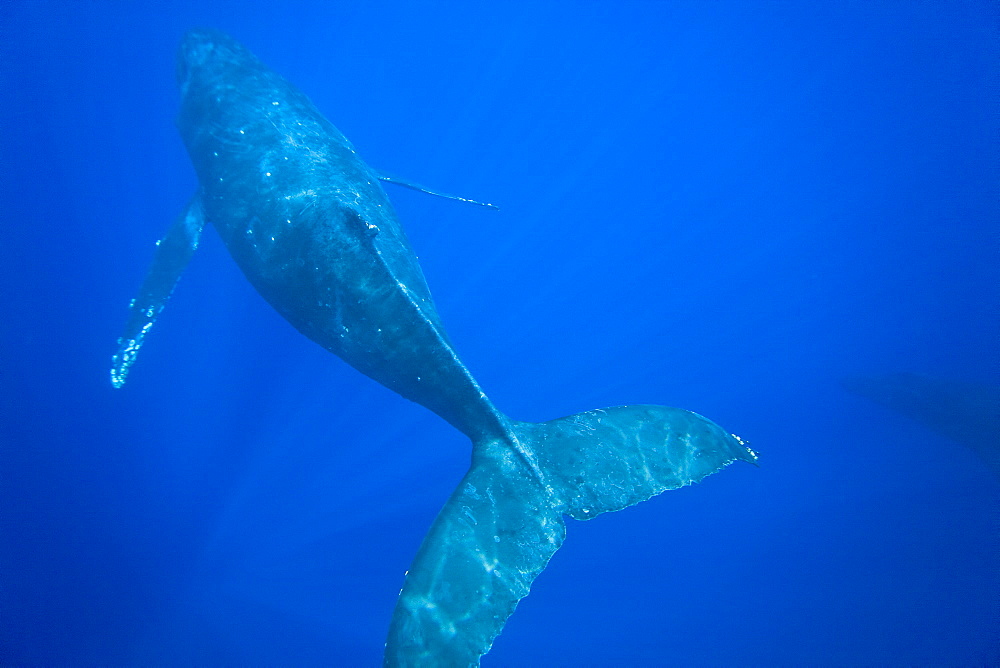 Humpback whale (Megaptera novaeangliae) underwater in the AuAu Channel between the islands of Maui and Lanai, Hawaii, USA