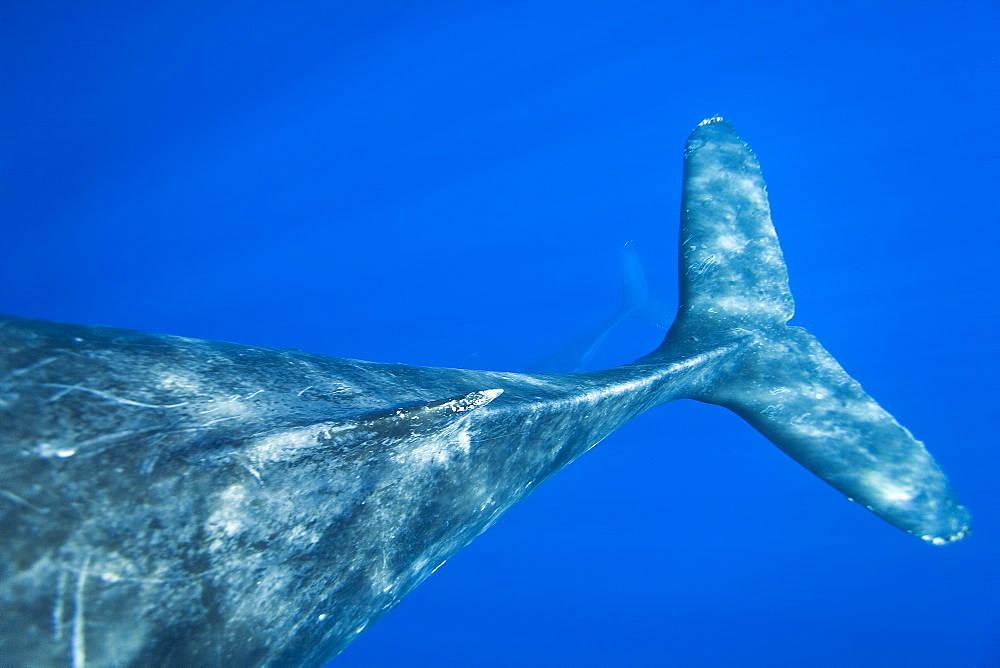 Humpback whale (Megaptera novaeangliae) underwater in the AuAu Channel between the islands of Maui and Lanai, Hawaii, USA