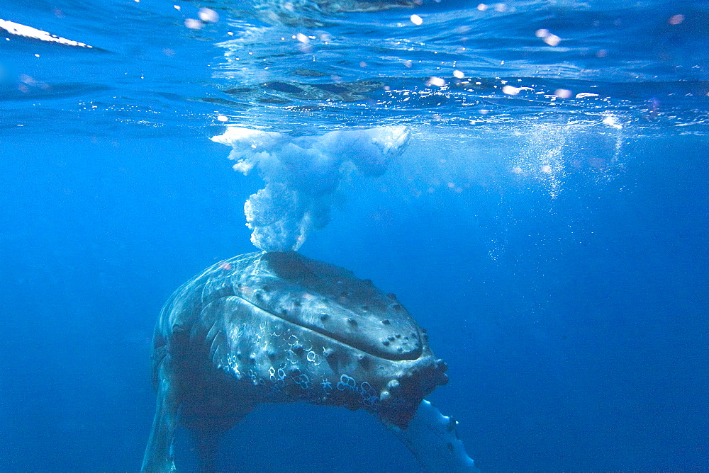 Humpback whale (Megaptera novaeangliae) underwater in the AuAu Channel between the islands of Maui and Lanai, Hawaii, USA