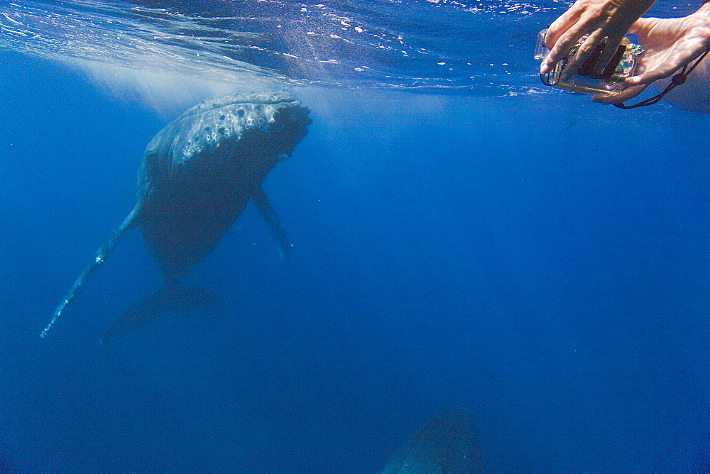 Humpback whale (Megaptera novaeangliae) underwater in the AuAu Channel between the islands of Maui and Lanai, Hawaii, USA