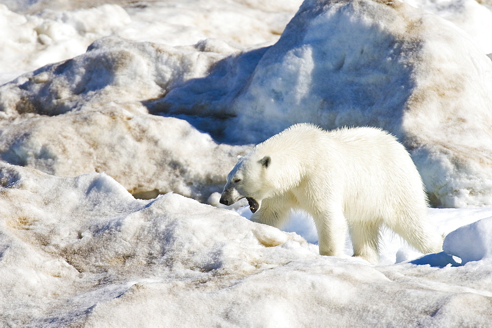 An adult polar bear (Ursus maritimus) yawning on multi-year ice floes in the Barents Sea off the eastern coast of EdgeØya (Edge Island) in the Svalbard Archipelago, Norway.