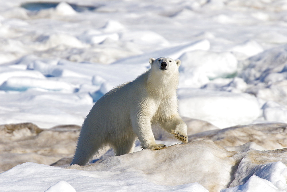 Polar bear (Ursus maritimus) on multi-year ice floes in the Barents Sea off the eastern coast of EdgeØya (Edge Island) in the Svalbard Archipelago, Norway.