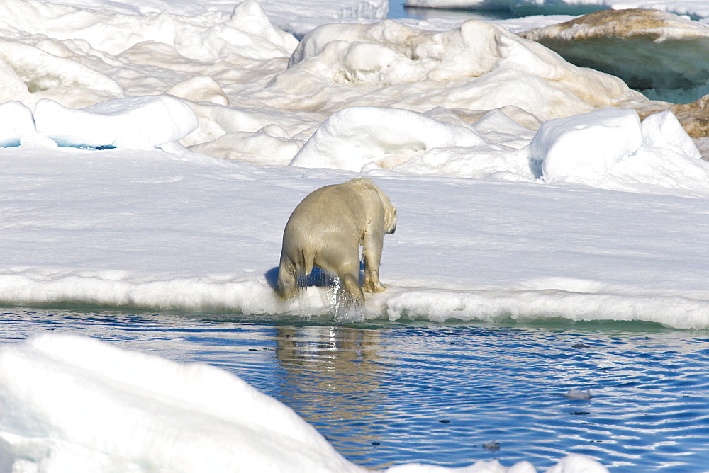 An adult polar bear (Ursus maritimus) pulling itself up from the ocean onto multi-year ice floes in the Barents Sea off the eastern coast of EdgeØya (Edge Island) in the Svalbard Archipelago, Norway.