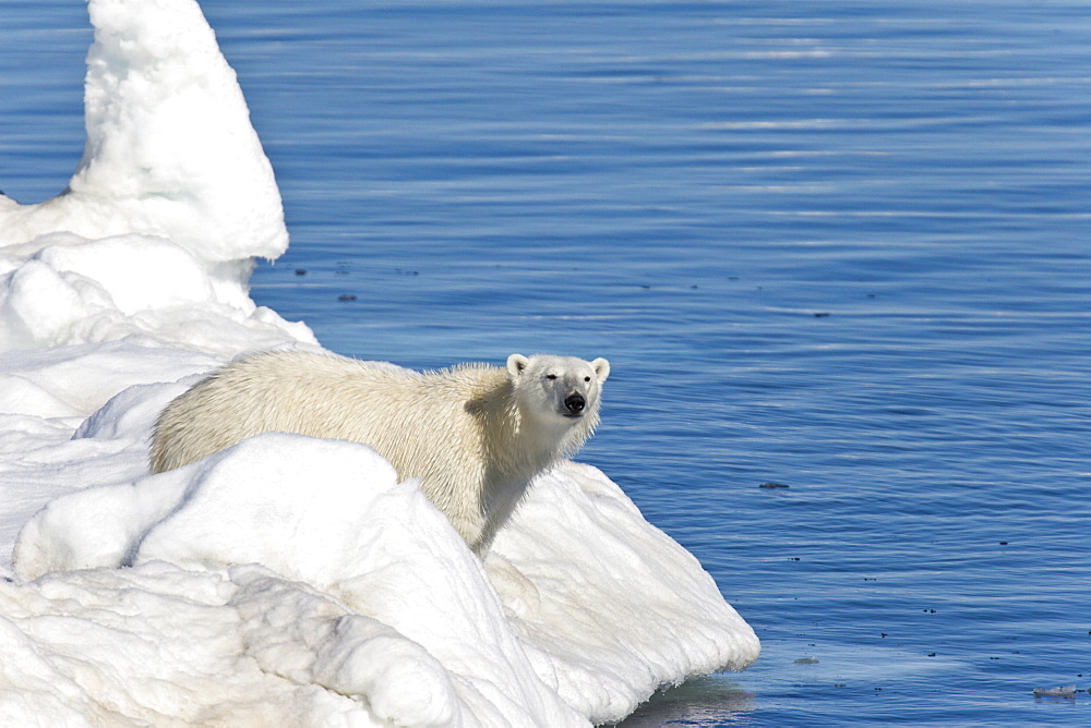 Polar bear (Ursus maritimus) on multi-year ice floes in the Barents Sea off the eastern coast of EdgeØya (Edge Island) in the Svalbard Archipelago, Norway.