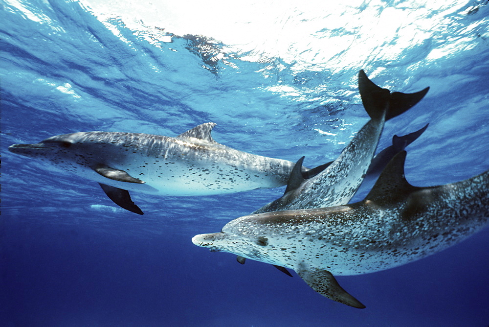 Atlantic Spotted Dolphin (Stenella frontalis) pod underwater on the Little Bahama Banks, Grand Bahama Island, Bahamas.