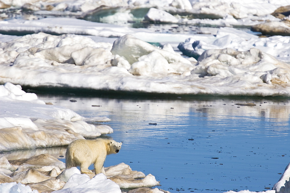 Polar bear (Ursus maritimus) on multi-year ice floes in the Barents Sea off the eastern coast of EdgeØya (Edge Island) in the Svalbard Archipelago, Norway.