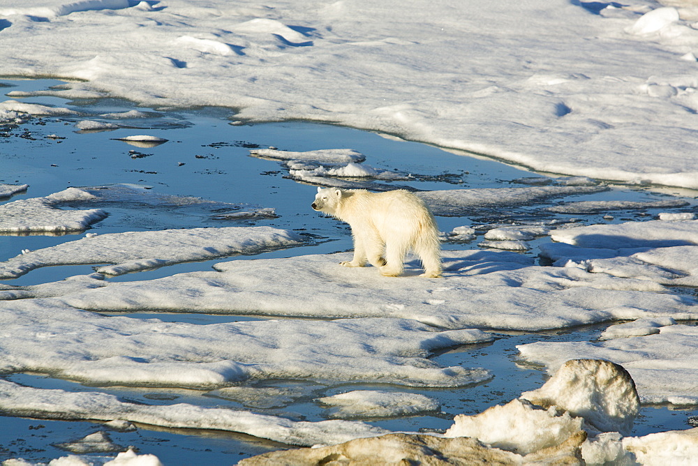 Polar bear (Ursus maritimus) on multi-year ice floes in the Barents Sea off the eastern coast of EdgeØya (Edge Island) in the Svalbard Archipelago, Norway.