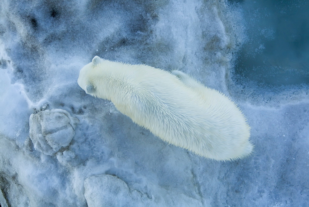 Looking straight down on a young polar bear (Ursus maritimus) from the bow of the ship on ice floes in the Barents Sea, Norway.