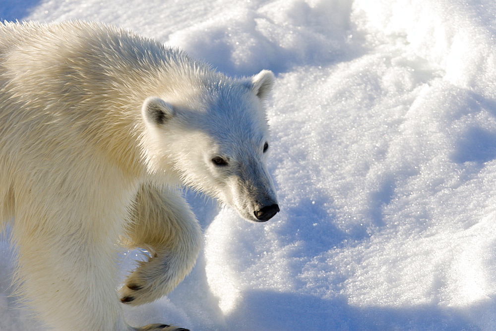 Curious young female polar bear (Ursus maritimus) on multi-year ice floes in the Barents Sea off the eastern coast of EdgeØya (Edge Island) in the Svalbard Archipelago, Norway.   (rr)