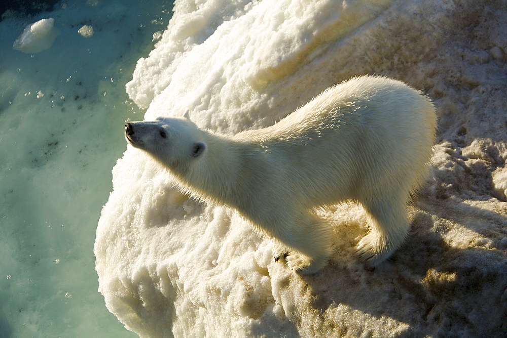 Curious young female polar bear (Ursus maritimus) on multi-year ice floes in the Barents Sea off the eastern coast of EdgeØya (Edge Island) in the Svalbard Archipelago, Norway.