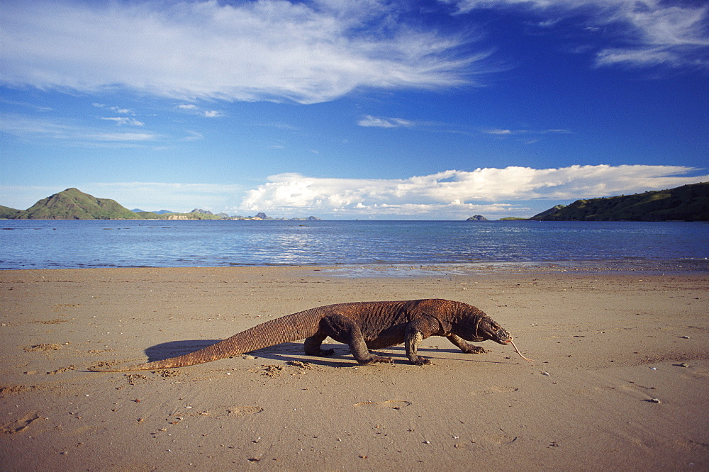 Komodo dragon on beach, Komodo Is (Varanus komodoensis) Indonesia    (rr)