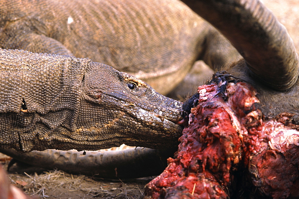 Komodo dragon scavenging carcass(Varanus komodoensis) Indonesia Komodo Island.