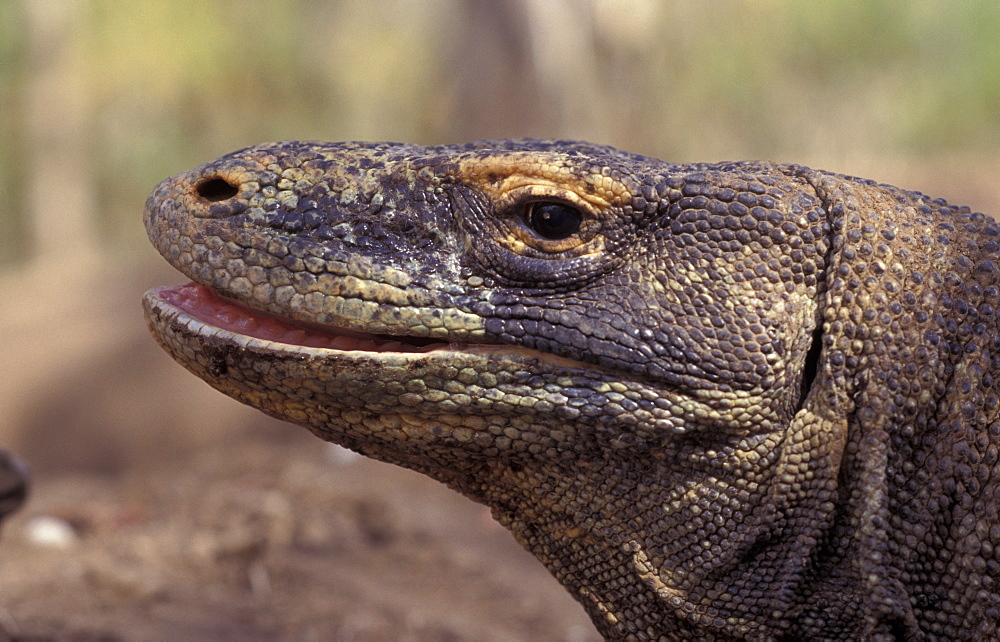 Komodo dragon female head profile portrait (Varanus komodoensis) Komodo Is Indonesia