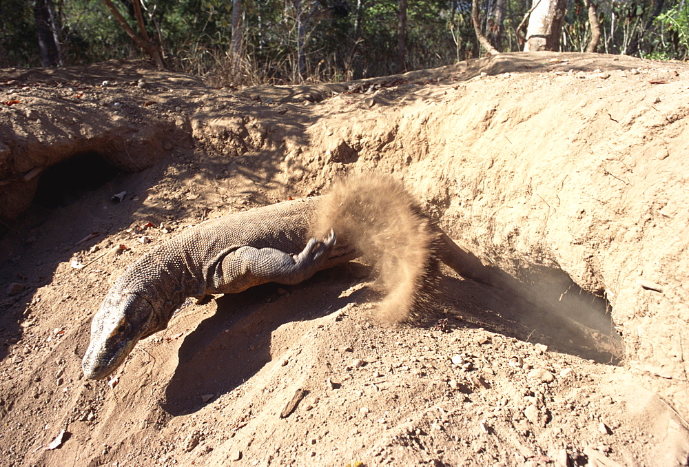 Komodo dragon female on megapode mound (Varanus komodoensis) female uses these birds mounds for nesting site for her own eggs, Komodo Island, Indonesia 