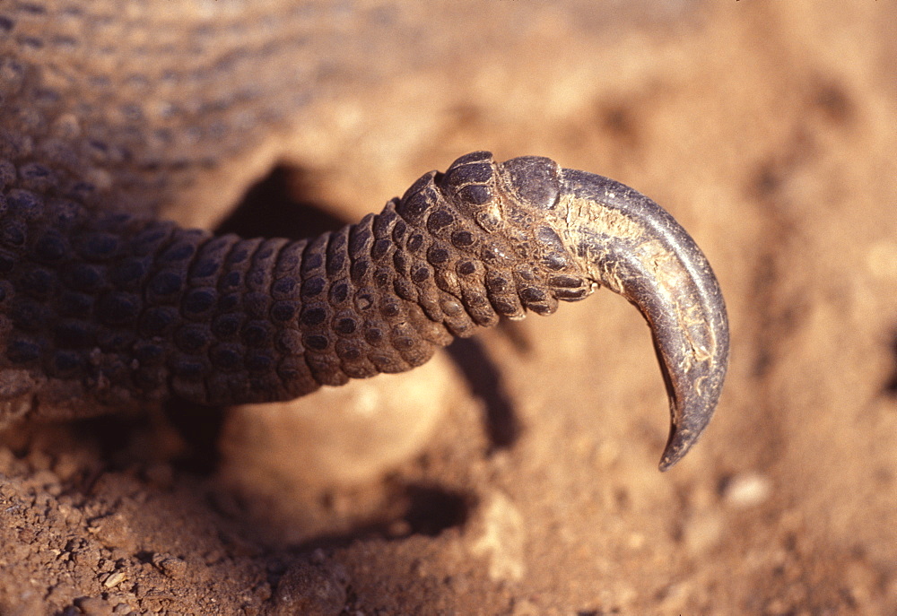 Close up of Komodo dragon claw (Varanus komodoensis) Komodo Island, Indonesia