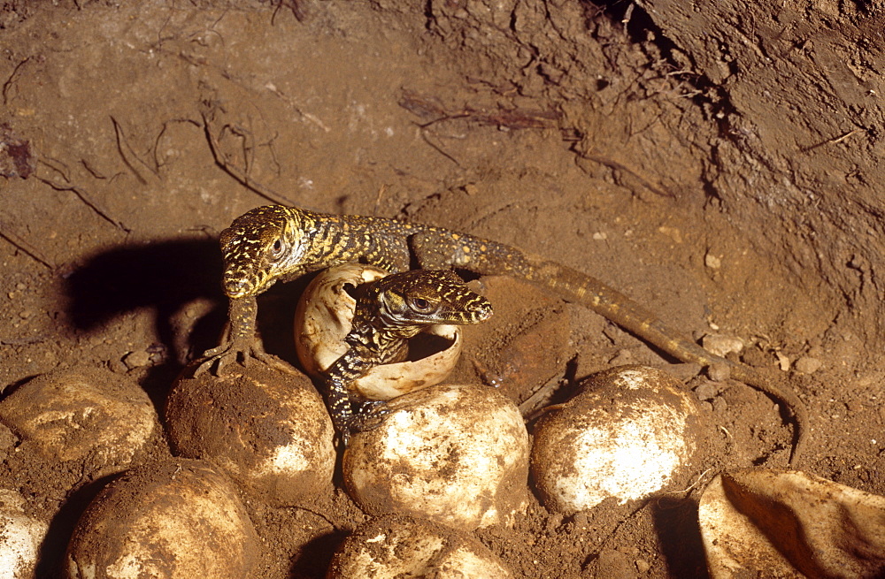 Young hatchling Komodo dragon (Varanus komodoensis).  one of thirty three eggs only twenty eight hatched.