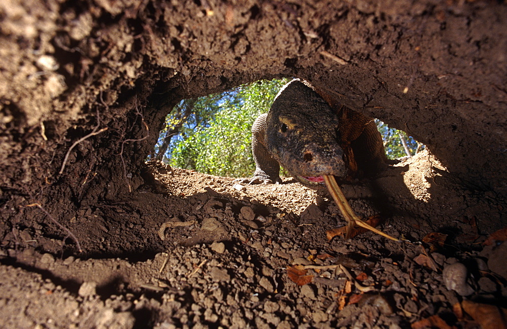 Female Komodo dragon  (Varanus komodoensis) entering one of entrances to her nest chamber in a megapode mound.