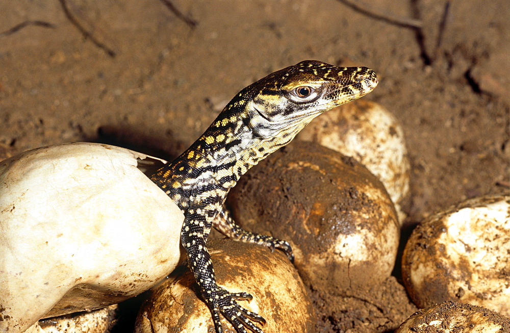 Young hatchling Komodo dragon (Varanus komodoensis).  one of thirty three eggs only twenty eight hatched.