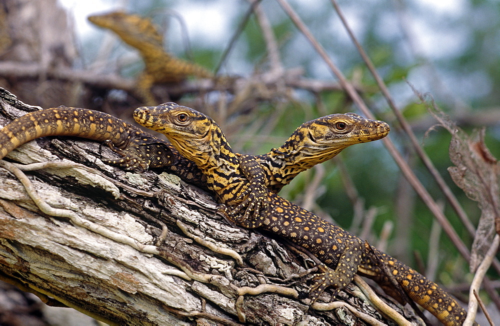 Komodo dragon (Varanus komodoensis) hatchlings, which spend 2 - 3 years off the gound in the canopy.