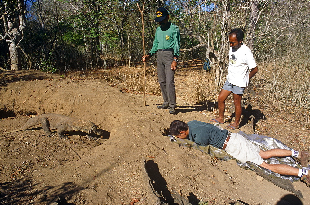 Film crew working on shoot on Komodo dragon nest in megapode mound