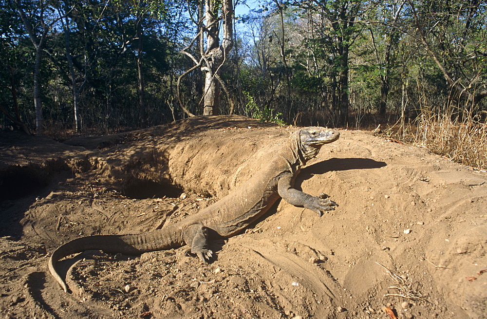 Komodo dragon (Varanus komodoensis) - female resting after tunneling in megapode mount above her nest chamber.