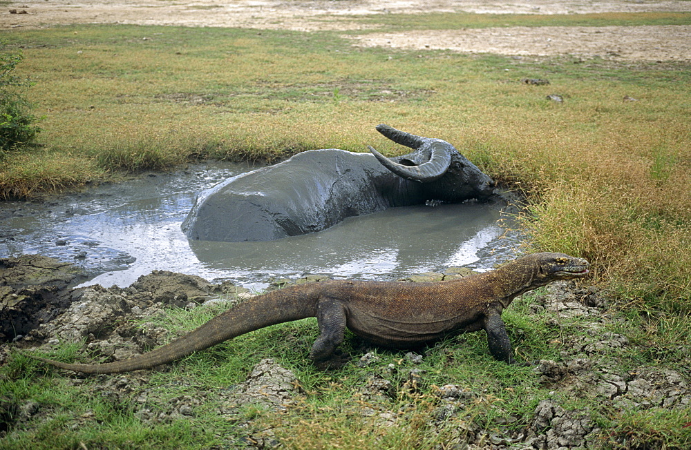 Komodo dragon (Varanus komodoensis) waiting for water buffalo, trapped in mud wallow, to die so it can eat it.