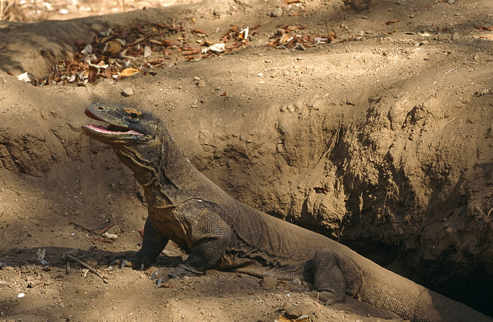 Komodo dragon (Varanus komodoensis) - female resting after tunneling in megapode mount above her nest chamber.