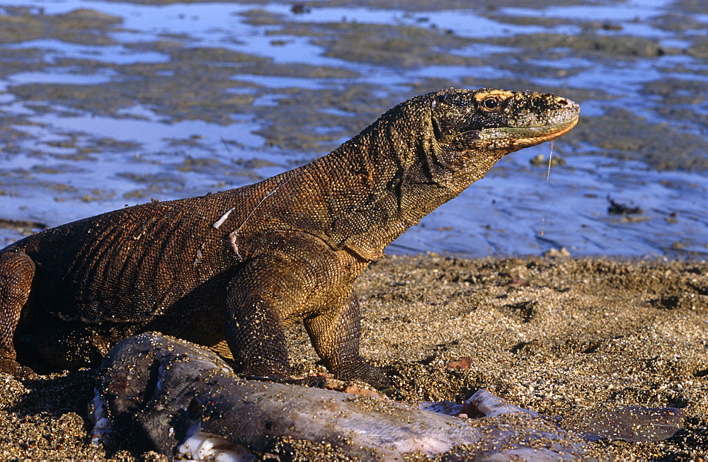 Komodo dragon (Varanus komodoensis)  - male on beach foraging on sunfish in the shallows.   Cameraman, Mike Pitts behind.