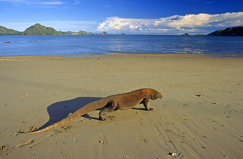 Komodo dragon (Varanus komodoensis)  - male on beach foraging.