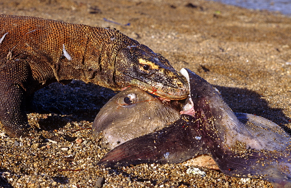 Komodo dragon (Varanus komodoensis)  - male on beach foraging on dead sunfish.