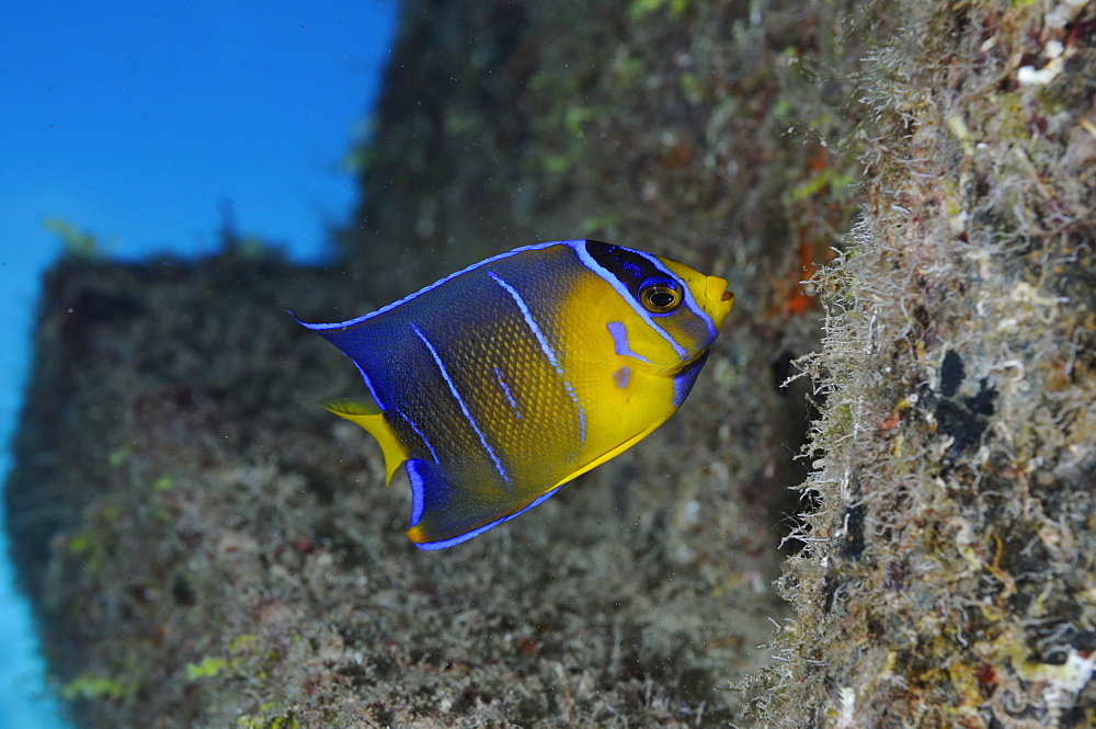 Blue Angelfish - Holacanthus bermudensis,Juvenile - Feeding on the hull of the 'Blue Plunder'. 