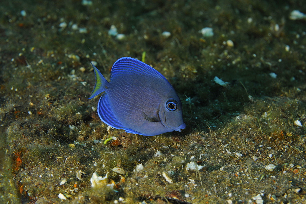 Blue Tang grazing on the hull of the wreck of the ''Blue Plunder'' - Bahamas