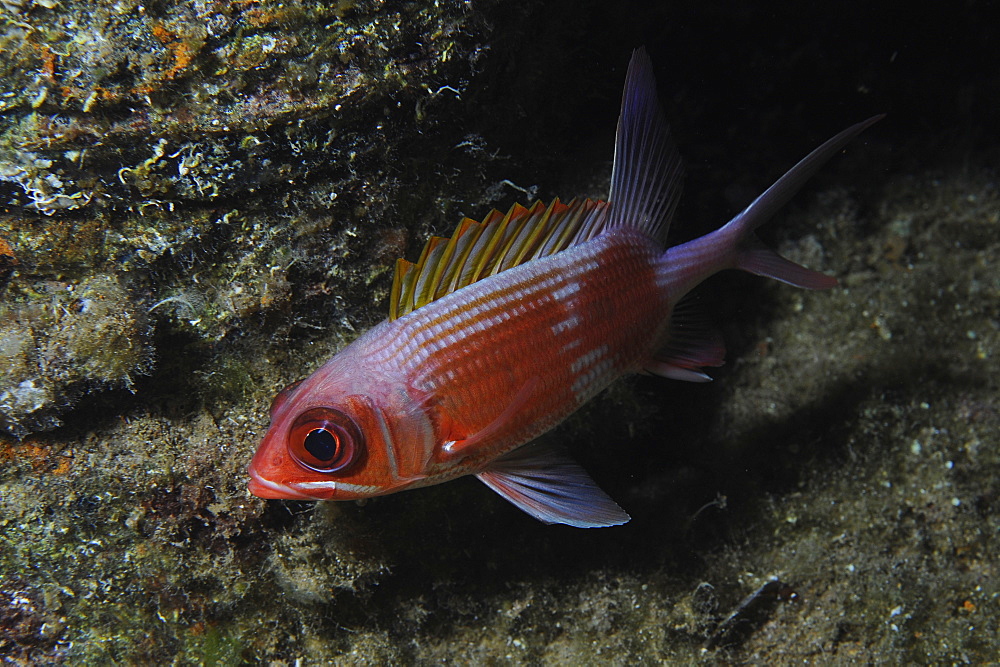 Squirrelfish - Holocentrus adscensionis - At night on the wreck of the 'Blue Plunder'