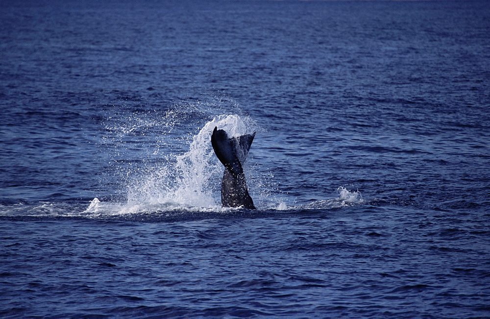 Humpback whale (Megaptera novaeangliae) tail lobbing / tail throw. Hawaii, USA.