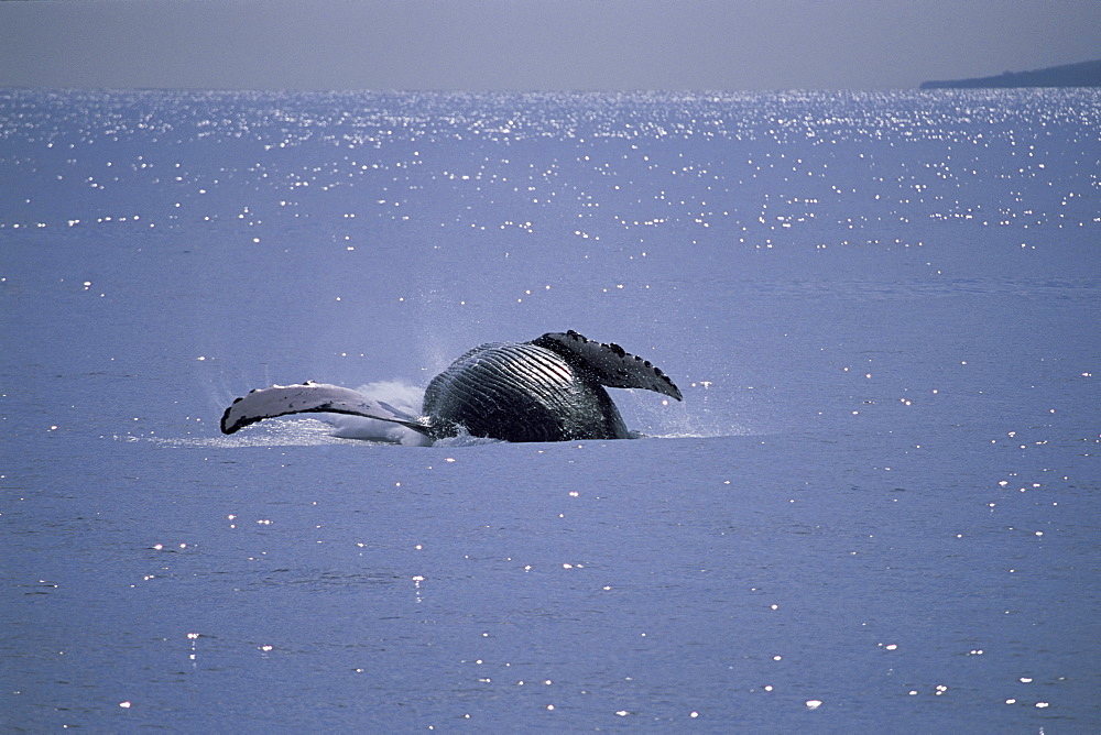 Humpback whale (Megaptera novaeangliae) breaching with long, white pectoral fin visible. Hawaii, USA. (See also image: ...1025MW)