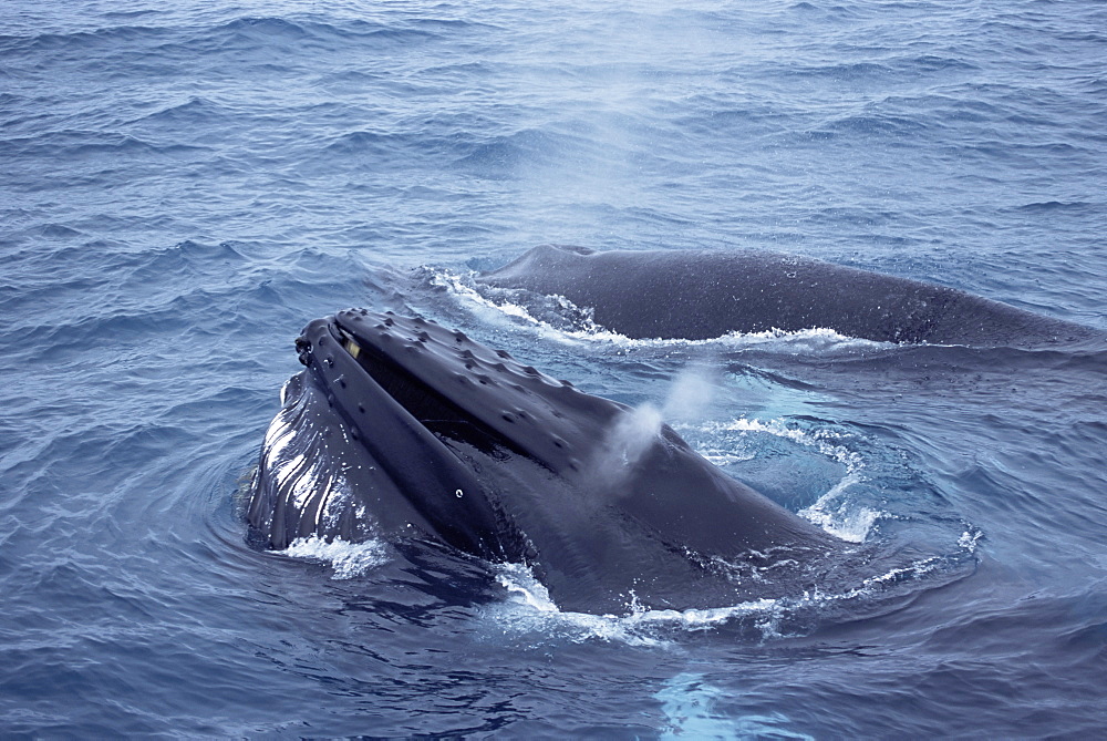 Humpback whales (Megaptera novaeangliae) surfacing during feeding with throat groves expanded to engulf water containing their prey. Olafsvik, Iceland. 