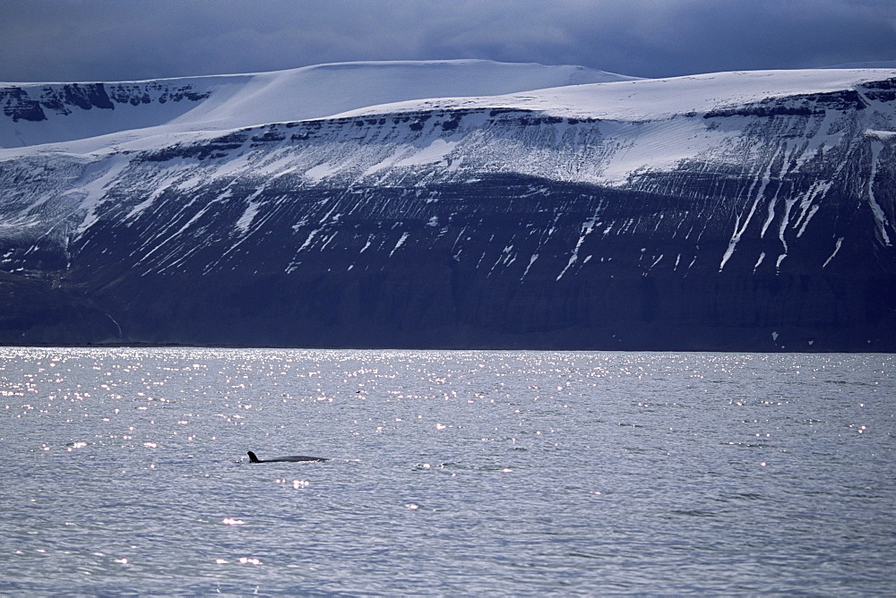 Minke whale (Balaenoptera acutorostrata) surfacing in fjord with snow capped mountains behind. Husavik, Iceland.