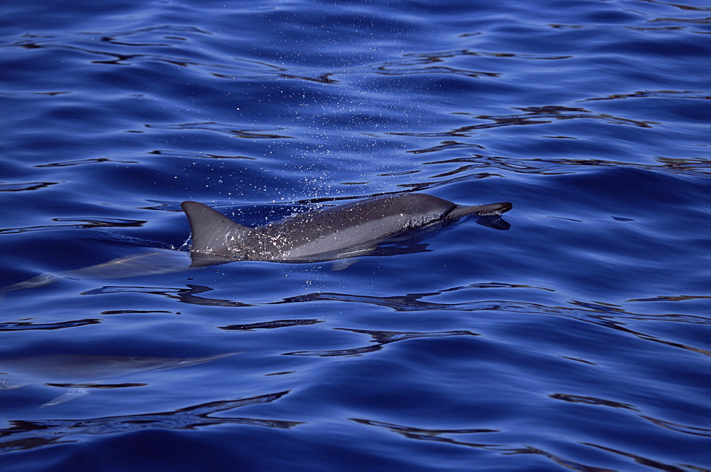 Hawaiian spinner dolphin (Stenella longirostris lngirostris) showing characteristic dorsal fin and long snout. Hawaii, USA.