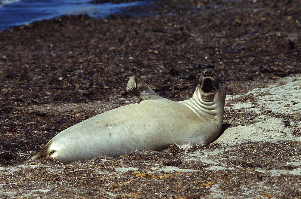 Juvenile Northern elephant seal (Mirounga angustirostris) sunbathing. Ano Nuevo, California, USA 