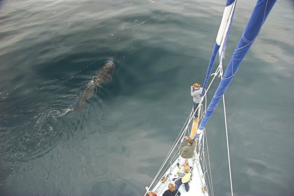 People on boat taking pictures ofBasking shark dorsal fin for photo-identification.(Cetorhinus maximus) Hebrides, Scotland   (RR)