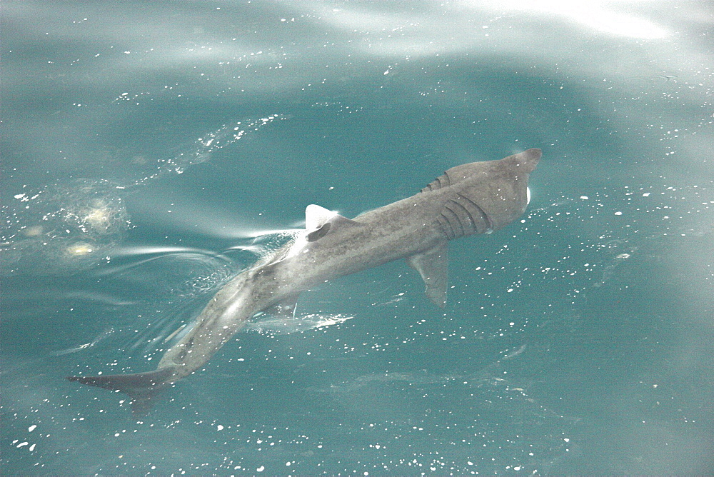 Basking shark feeding at surface in tide line with mouth open (Cetorhinus maximus) Hebrides, Scotland   (RR)