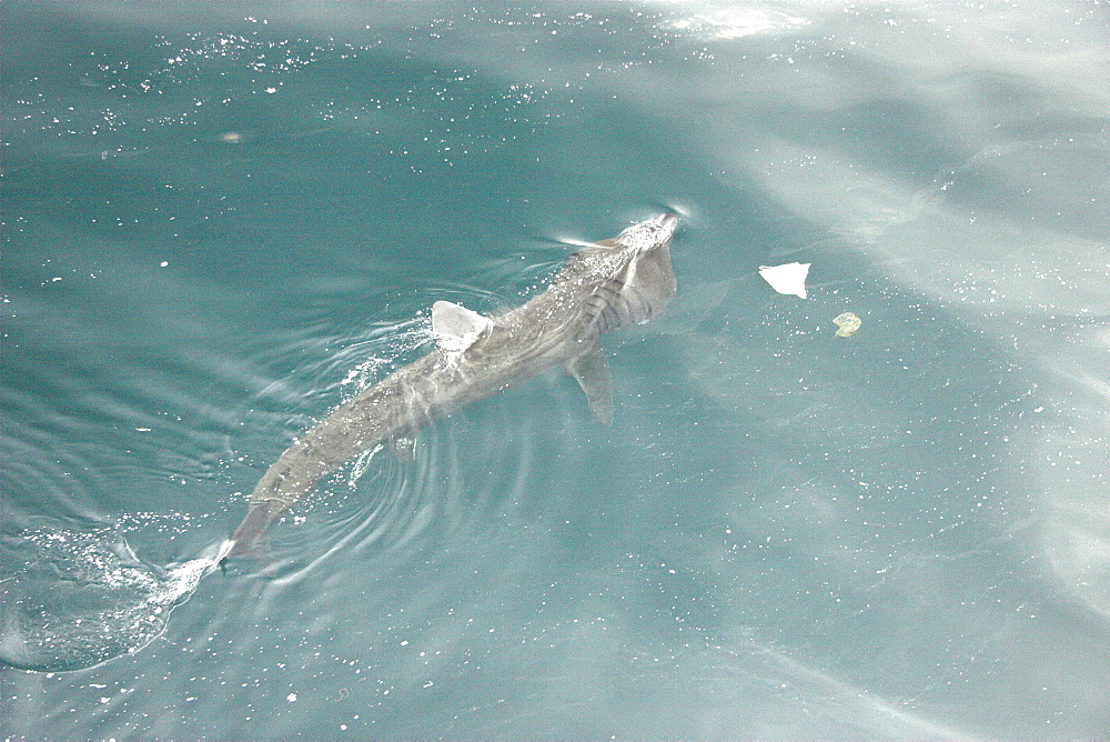 Basking shark feeding at surface in tide line, close to plastic bag (Cetorhinus maximus) Hebrides, Scotland   (RR)