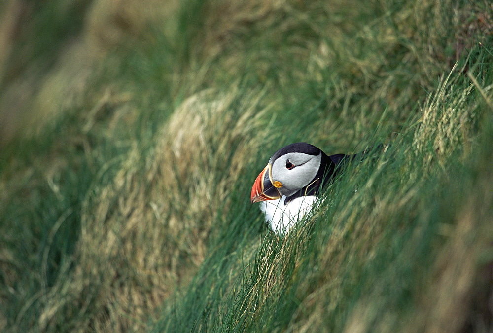 Atlantic puffin (Fratercula arctica) sitting at entrance to burrow. Sumburgh Head, Shetland Islands, Scotland