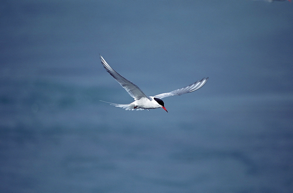 Arctic tern (Sterna hirundo) hovering over estuary, hunting sand eels, in mid-summer when the colonies are active for 24 hours per day. Iceland. 