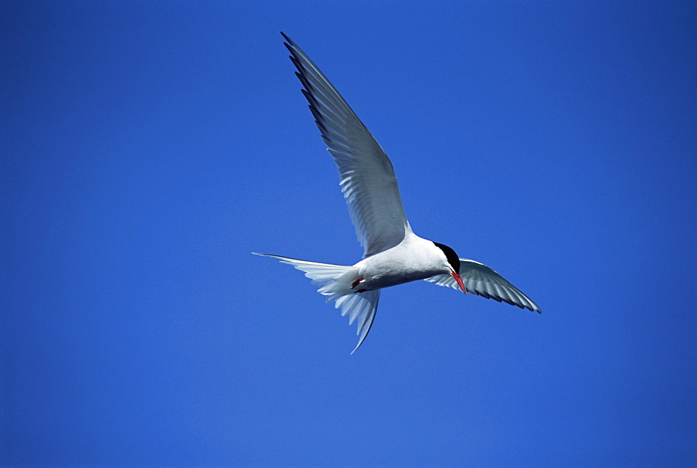 Arctic tern (Sterna hirundo) hovering over estuary, hunting sand eels, in mid-summer when the colonies are active for 24 hours per day. Iceland. 