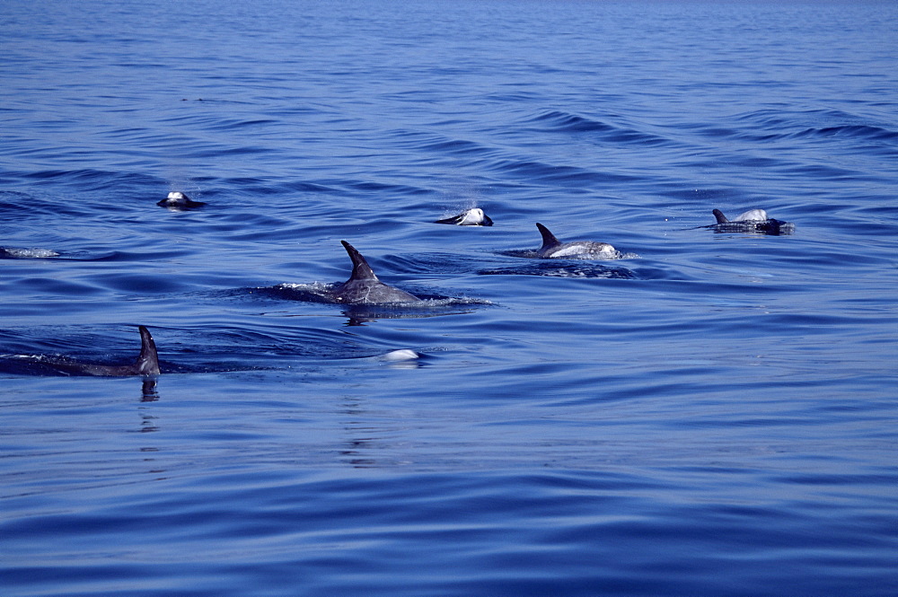 Pod of Risso's dolphins (Grampus griseus) travelling together. Monterey Bay, California, USA.