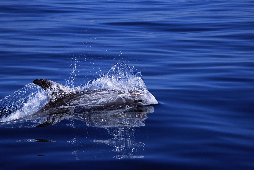 Risso's dolphin (Grampus griseus) surfacing at speed with eye and natural scarrin visible. Monterey Bay, California, USA