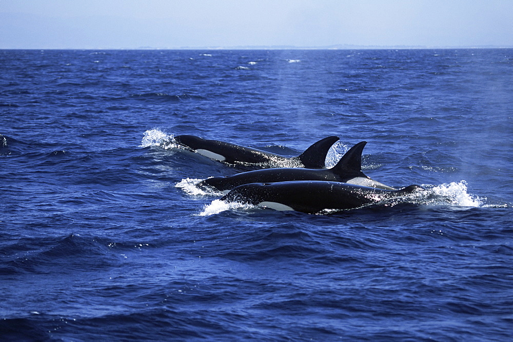 Pod of Killer whales (Orcinus orca) travelling in a family group (including one with flopped dorsal fin). Monterey Bay, California. USA.