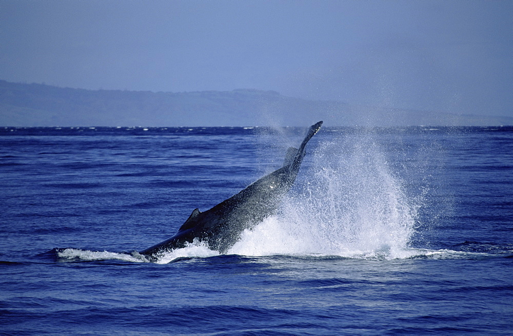 Humpback whale (Megaptera novaeangliae) tail lobbing / tail throw. Hawaii, USA